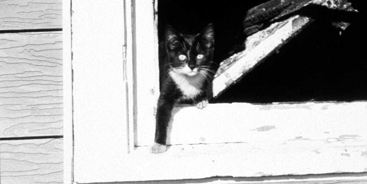 An invitation to a secret society - by Adam Mastroianni cover