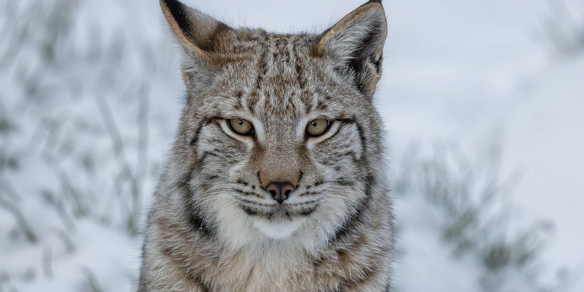 Links For July 2025 - by Scott Alexander - Astral Codex Ten cover